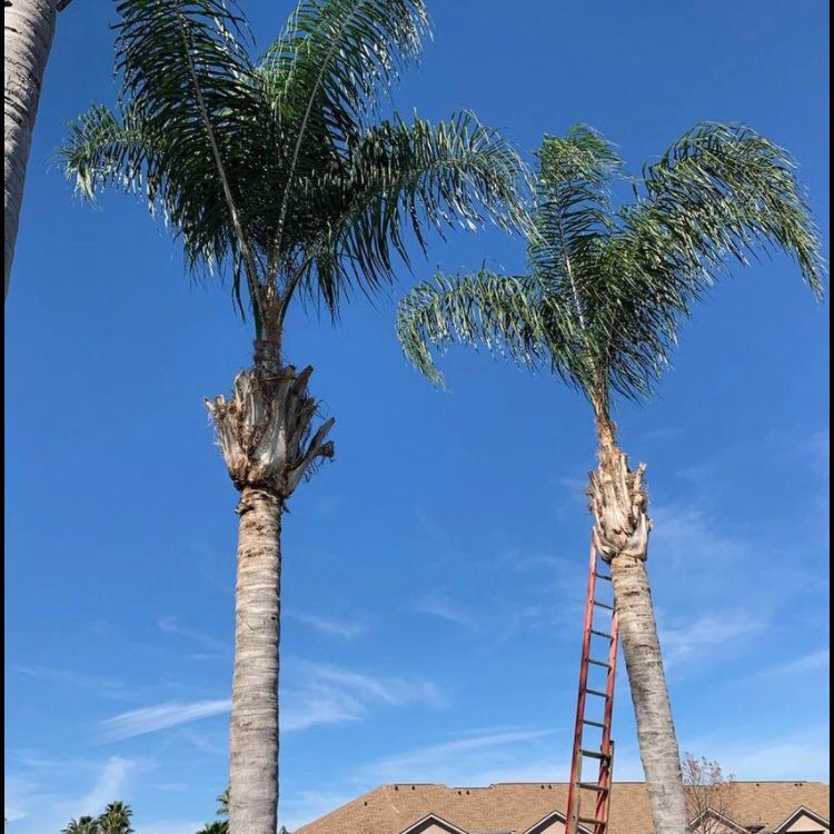 Pierre Tree Services & Pressure Wash