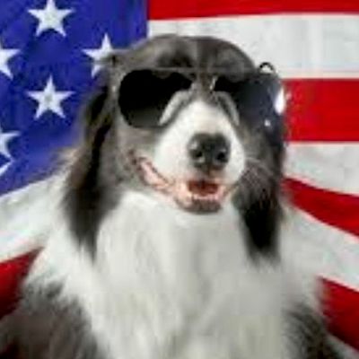 Avatar for USA Doggie Trainers
