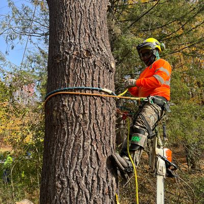Avatar for Home repair , remodeling and tree removal