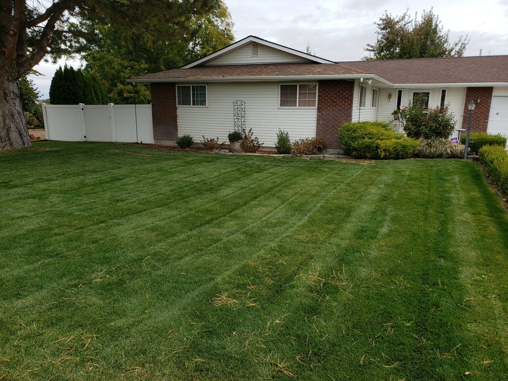 lawn was covered in pine needles,  we have a a bil