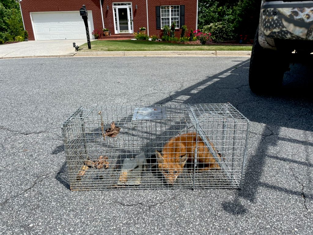 This Red Fox was safely removed from a backyard in