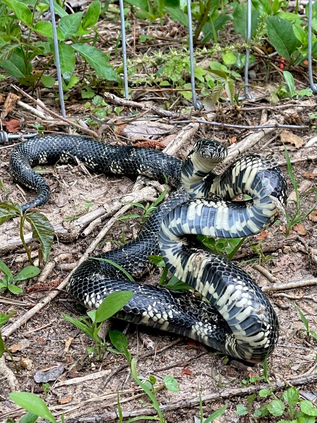 Please dont hurt me! I am a very beneficial snake!