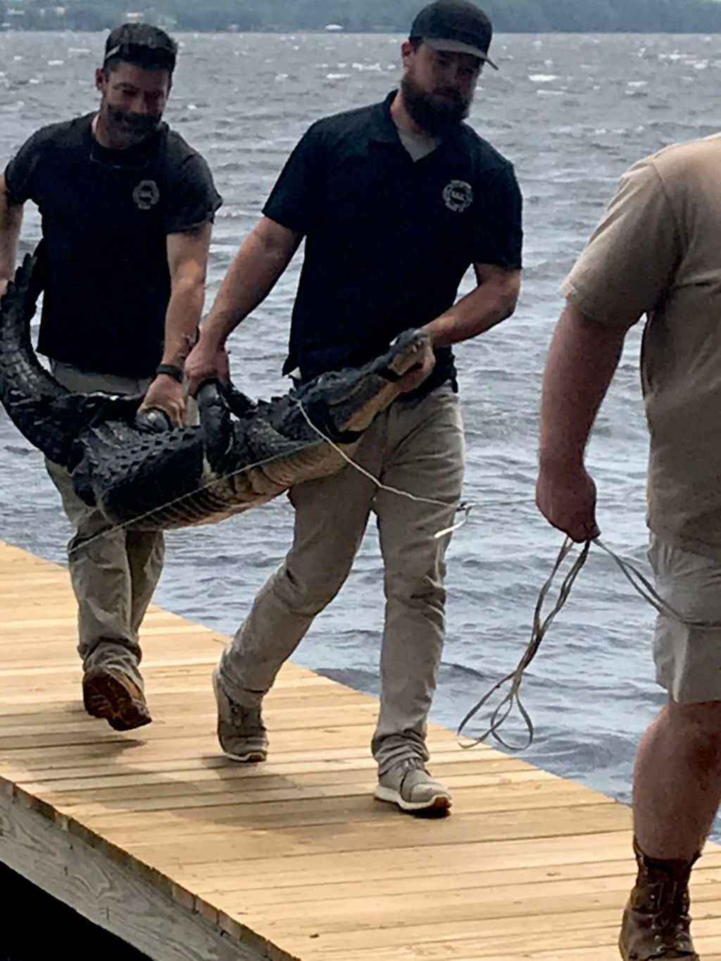 Our Team in FL helping remove a American Alligator