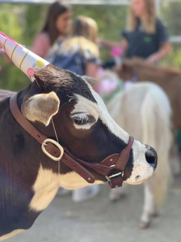 Miniature Horses and Cows Petting Zoo for parties