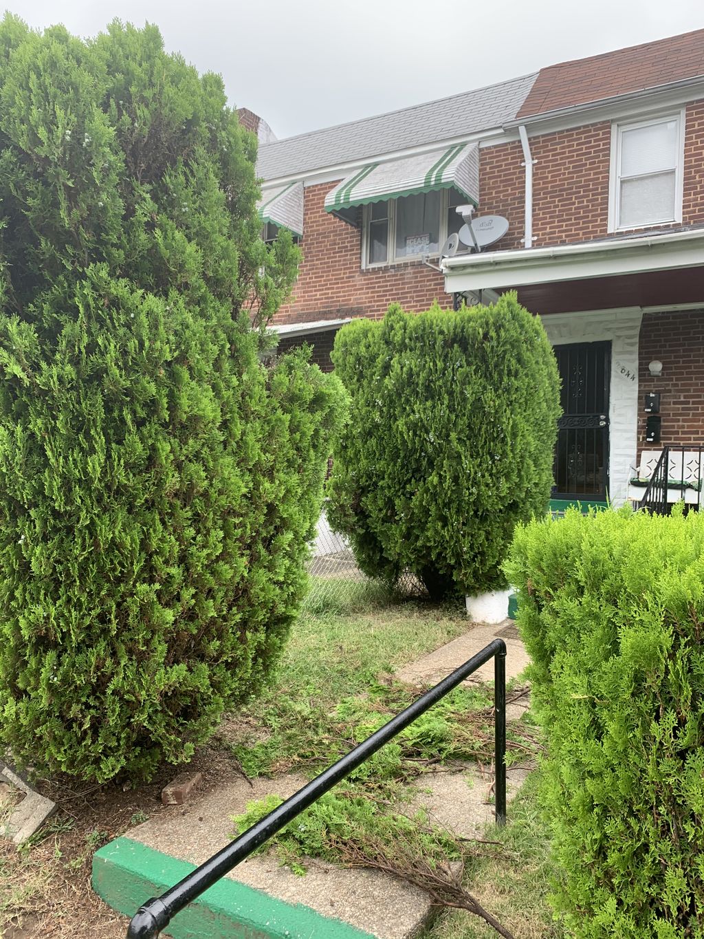 Hedge Trimming and Shaping - Before 