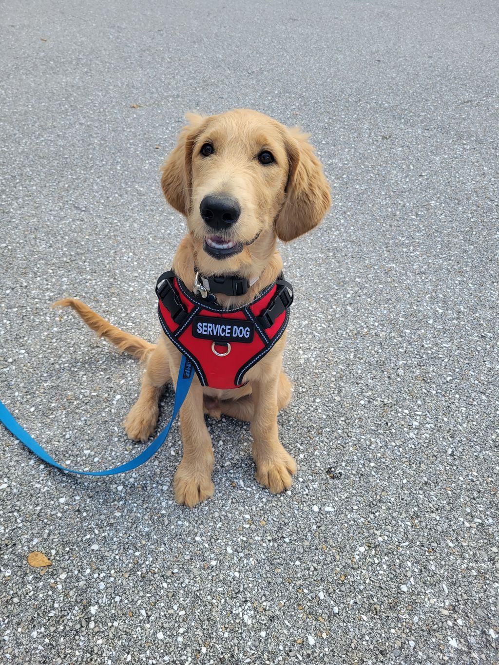 Pet Boarding