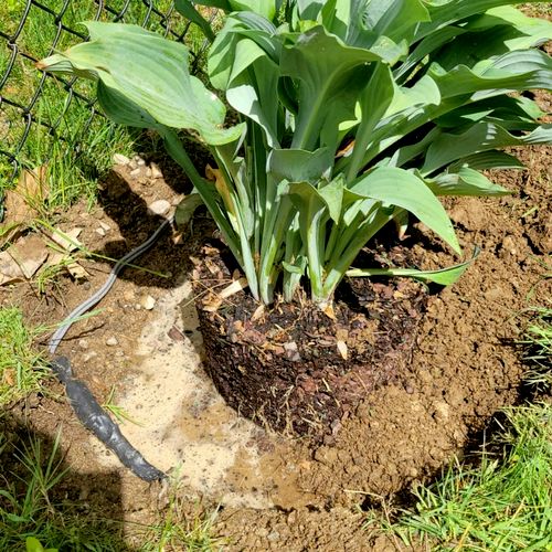 While trying to plant something by my fence I dug 