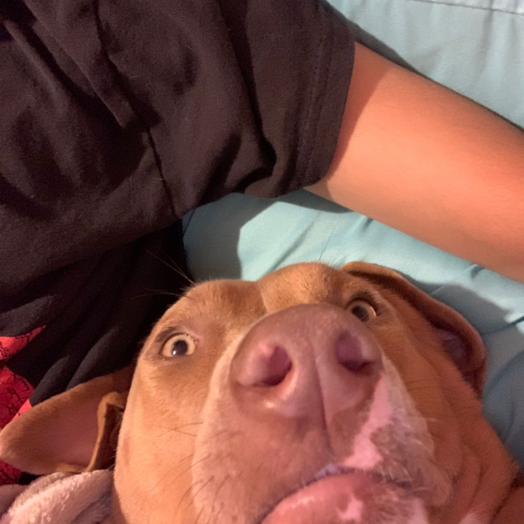 Pet sitting
