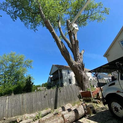 Avatar for Acorn Tree Removal & Masonry