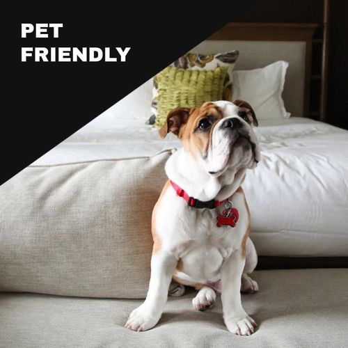 We are totally pet friendly, it's a pleasure to cl