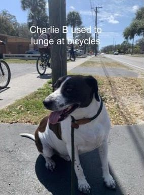 Charlie used to lunge at bicycles, skateboarders, 
