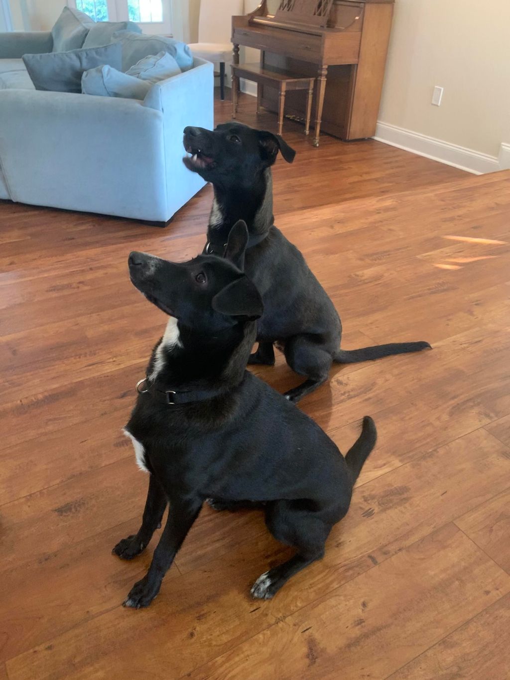 Unruly rescues - not anymore !!