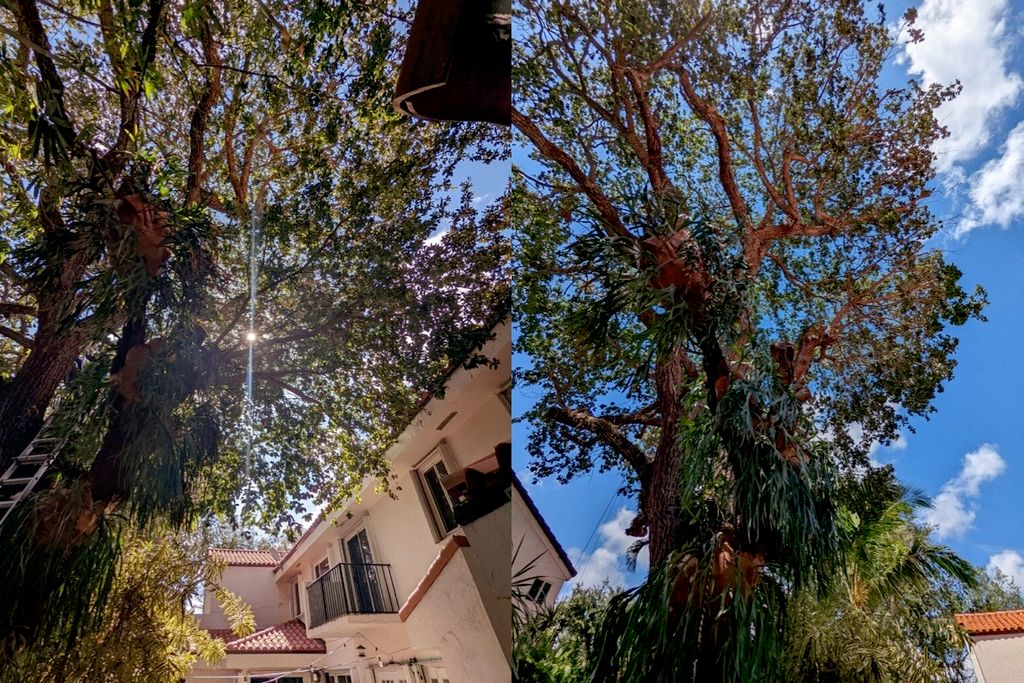 Before|After - Tree Trimming