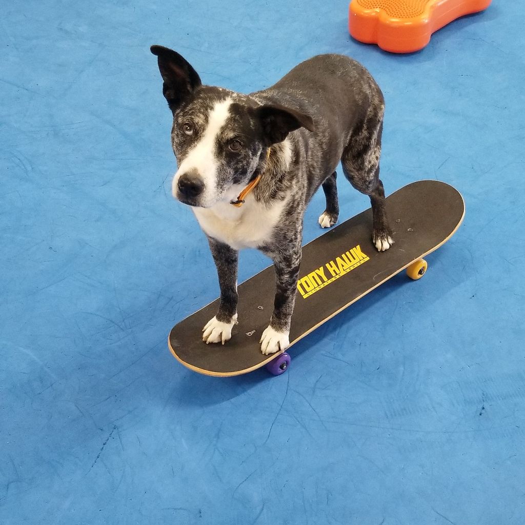 Dallas learning to skate board in our AKC Trick do