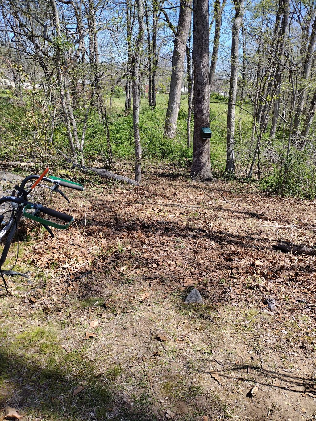 Brush Removal Before