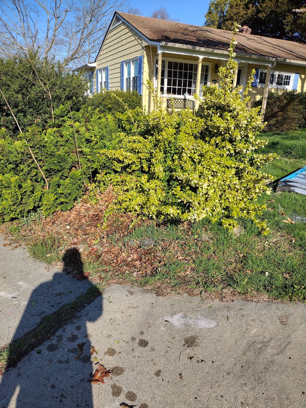 Heavy Trimming Before
