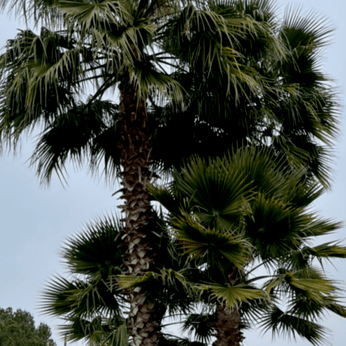 Tree Trimming and Removal