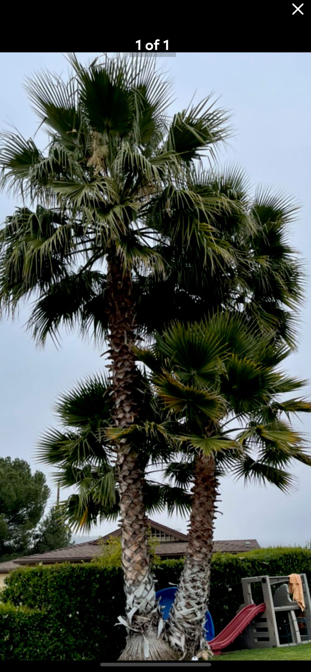 Tree Trimming and Removal