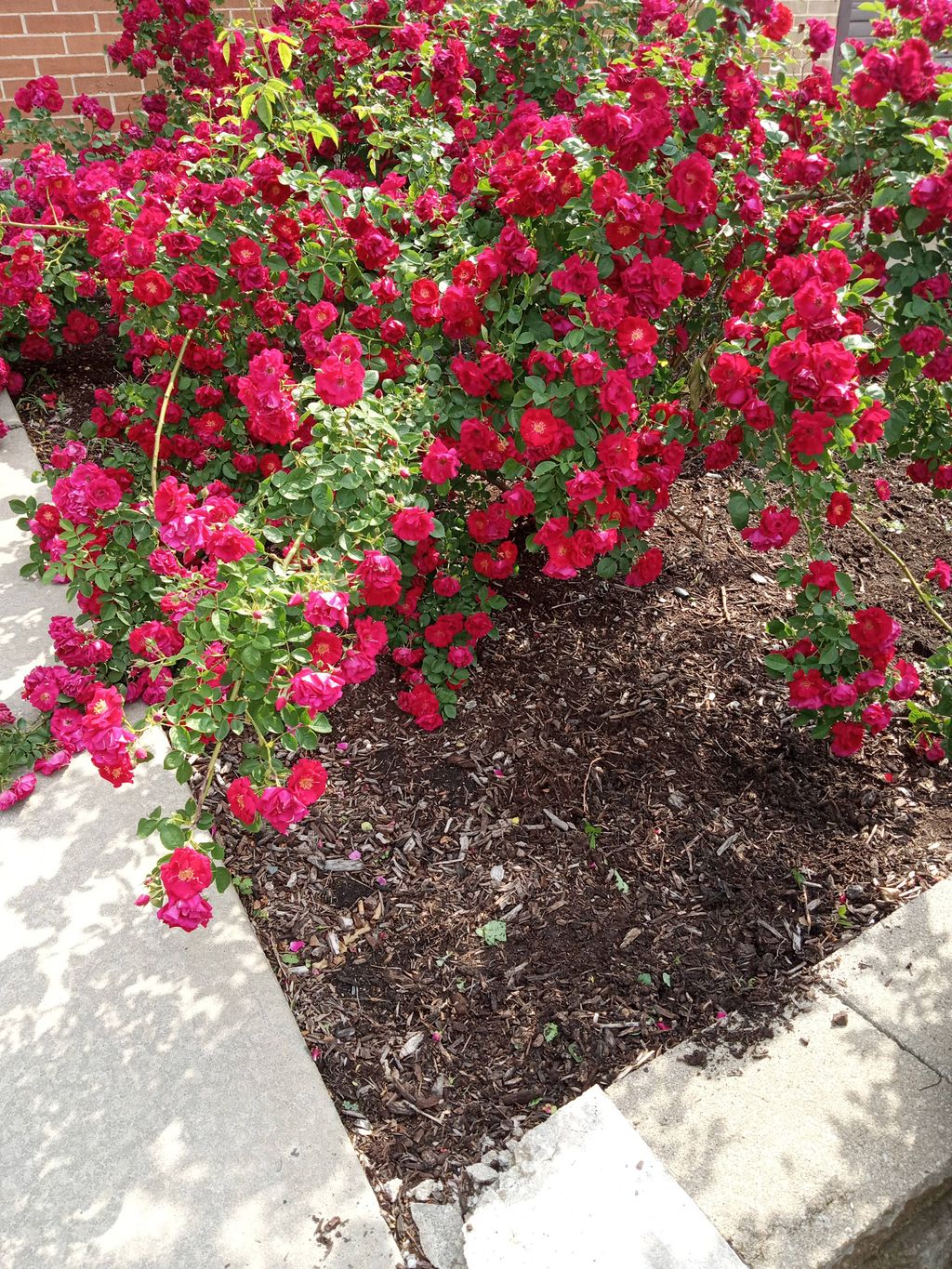 weeds removal