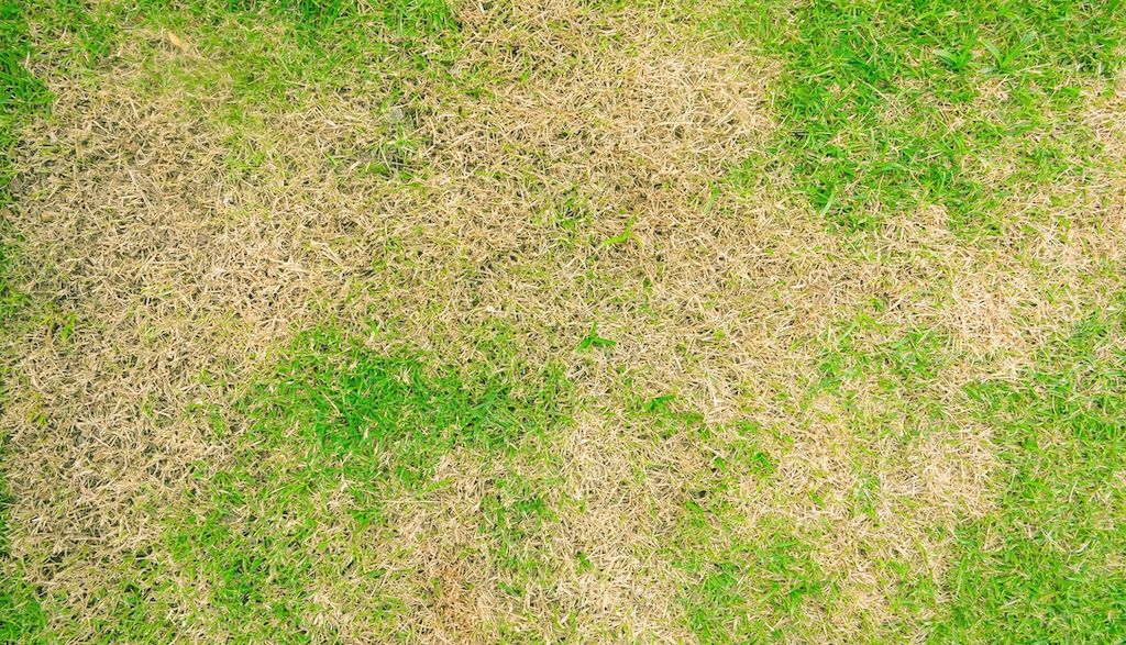 brown patches in lawn during summer