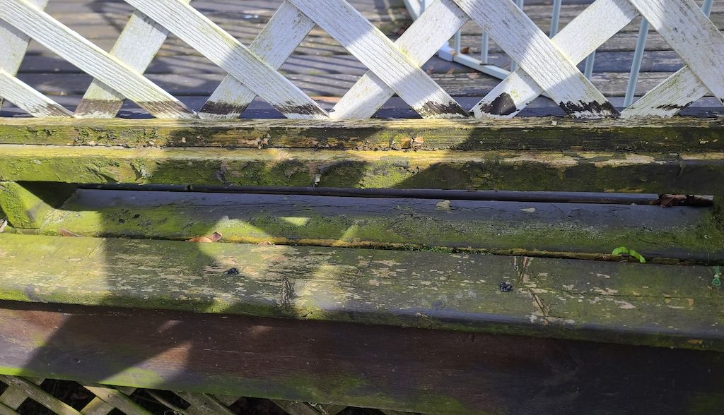 moss on wood deck