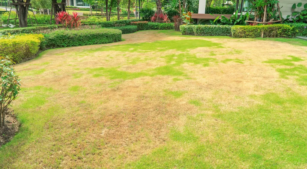 lawn with brown patches in grass