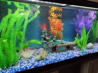 High End Fish Keeping | Concord, NC | Thumbtack