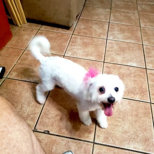 My dog Claire is a Havenese. She is very hyper.  T