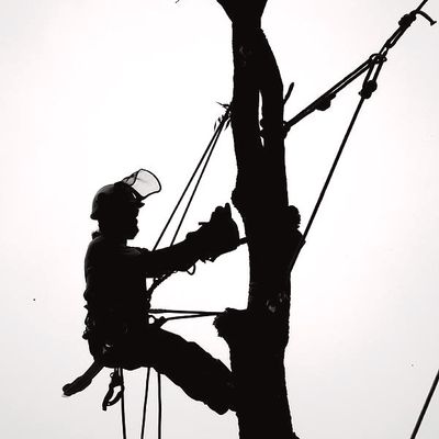 Avatar for Melvin’s construction & tree service