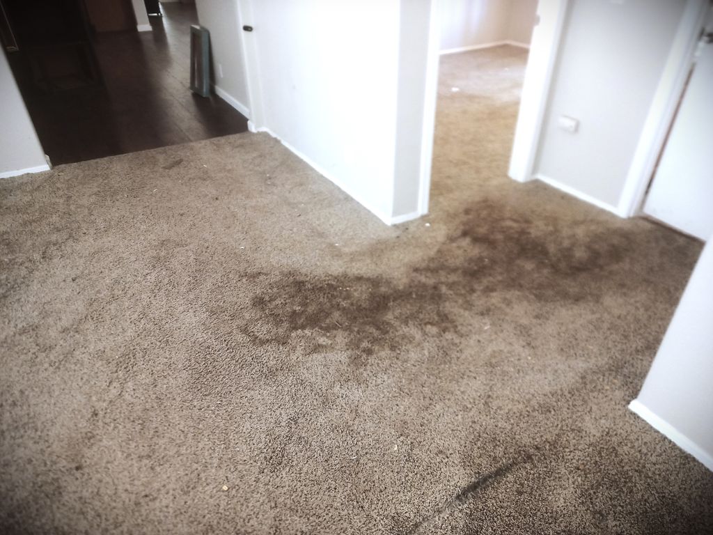 Heavy soiling over multiple urine deposits