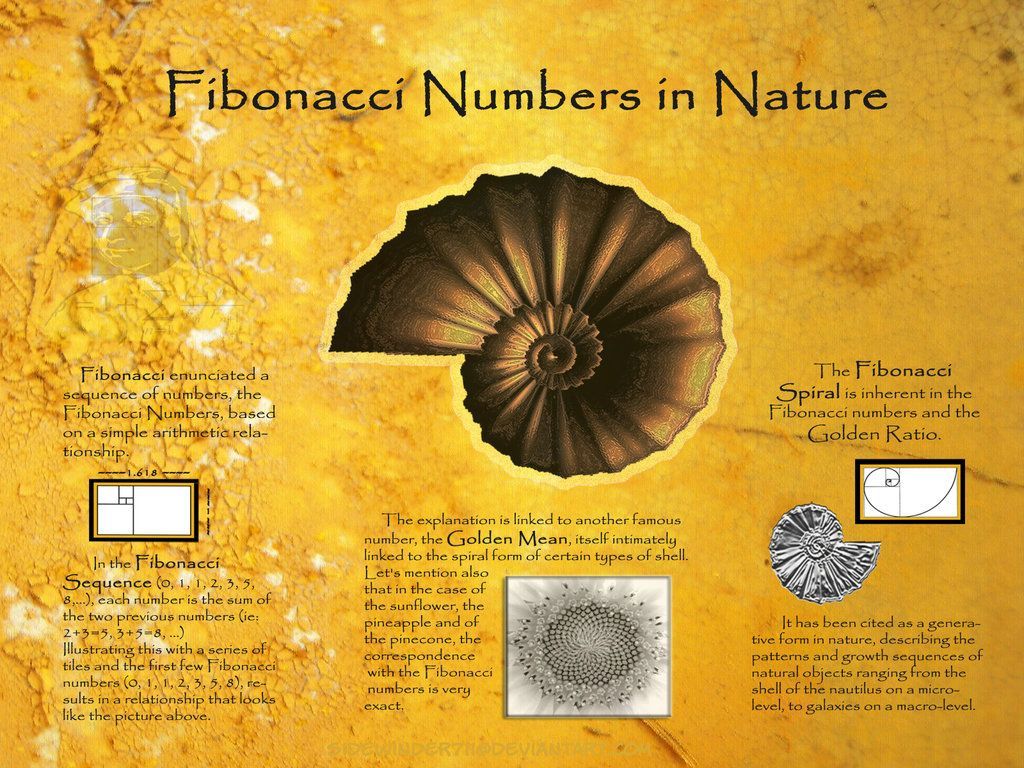 Fibonacci numbers in nature