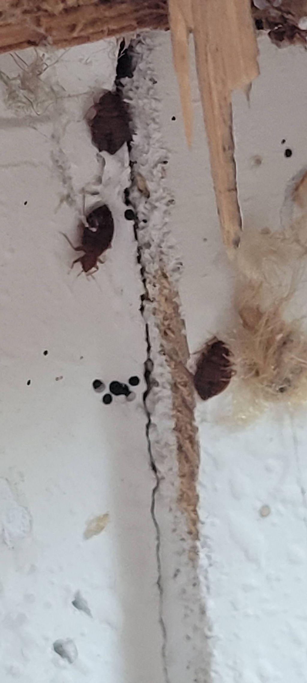 condo trash and furniture clean out after BedBug I