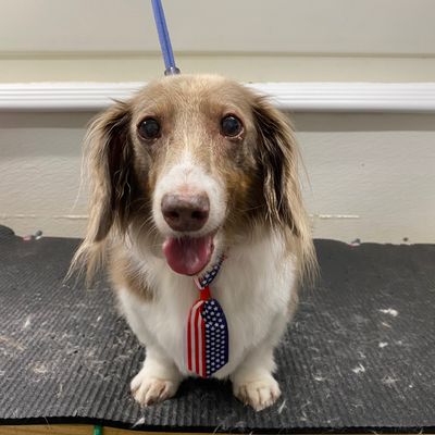 Avatar for Cheyenne's Mobile Pet Grooming