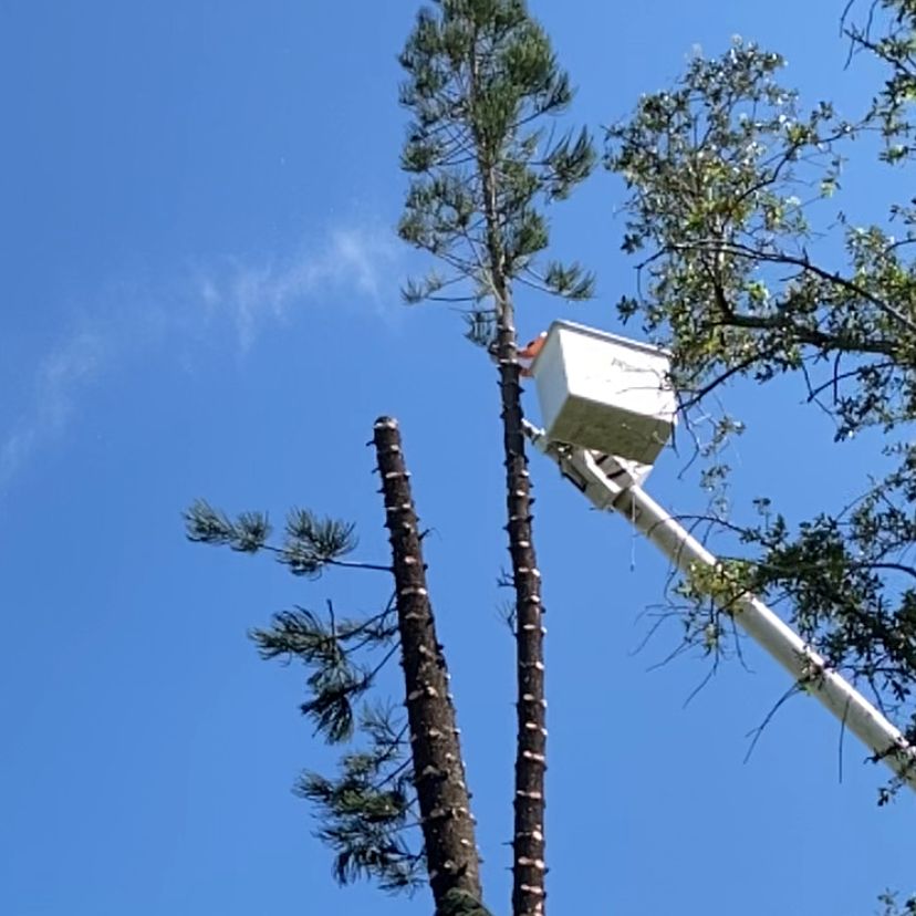 Alex Perfec Tree Service