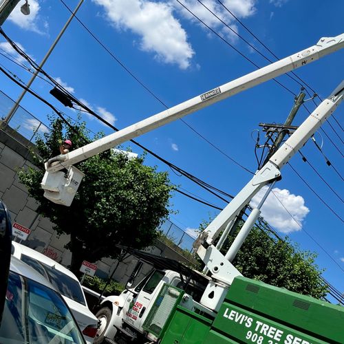 Levi's Tree Service
