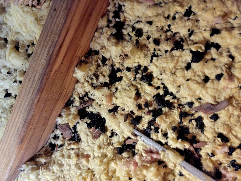old dirty insulation (what's in your Attic?)