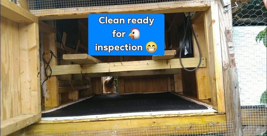 Chicken sitting job AFTER of clean coop