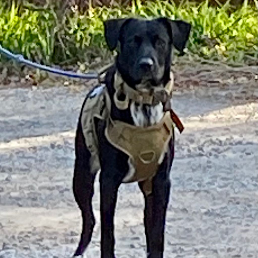 All Dogs K9 Training