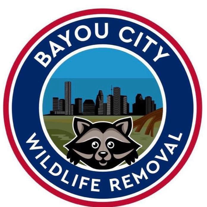 Bayou City Wildlife Removal