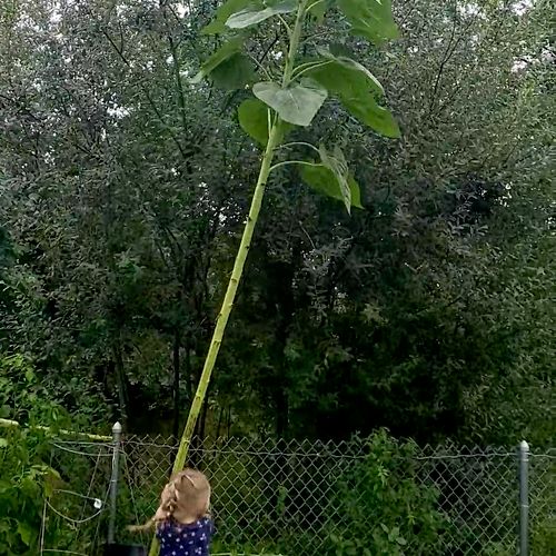 I can grow the tallest sunflowers 
