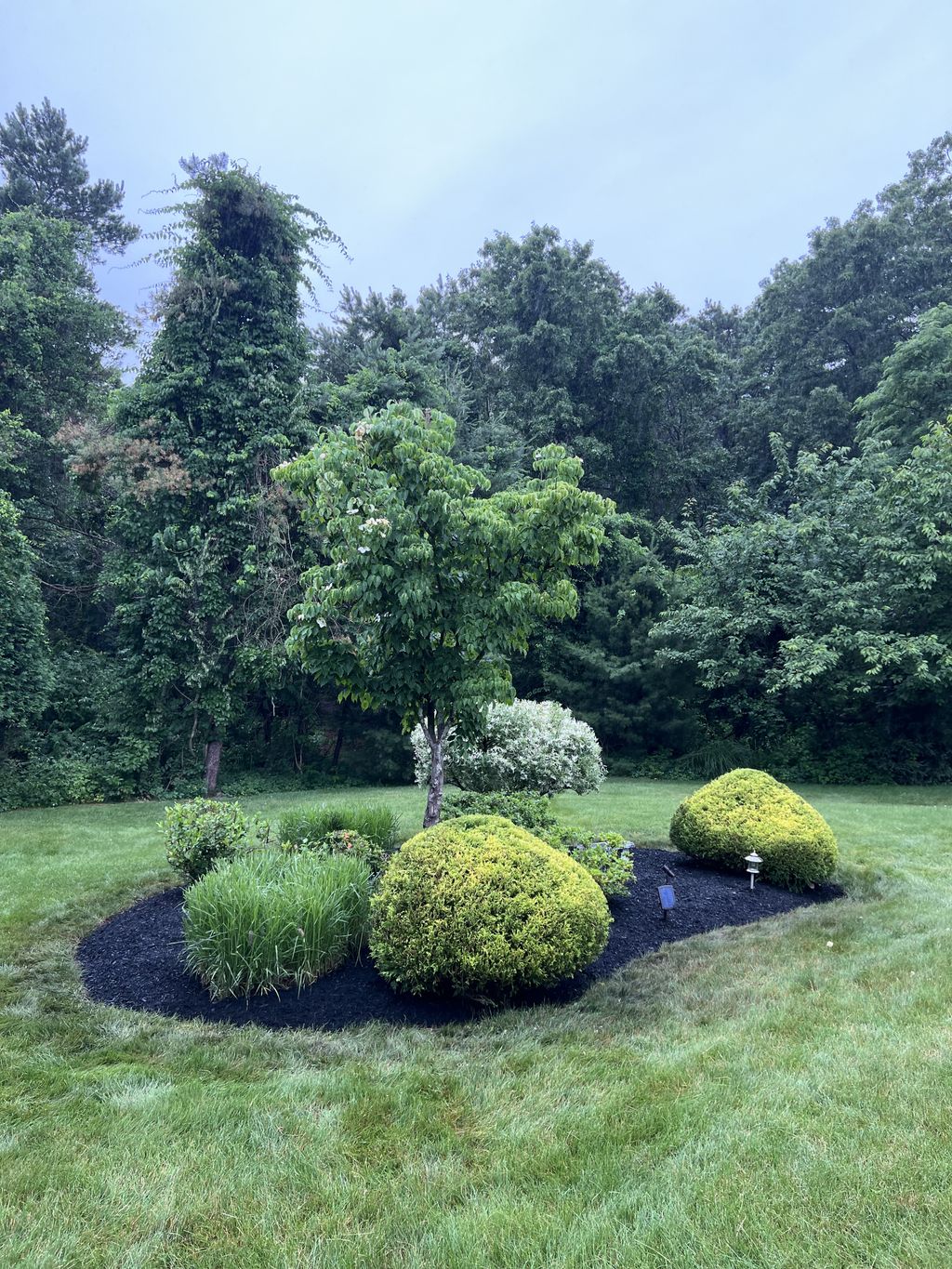 Shrub Trimming and Removal