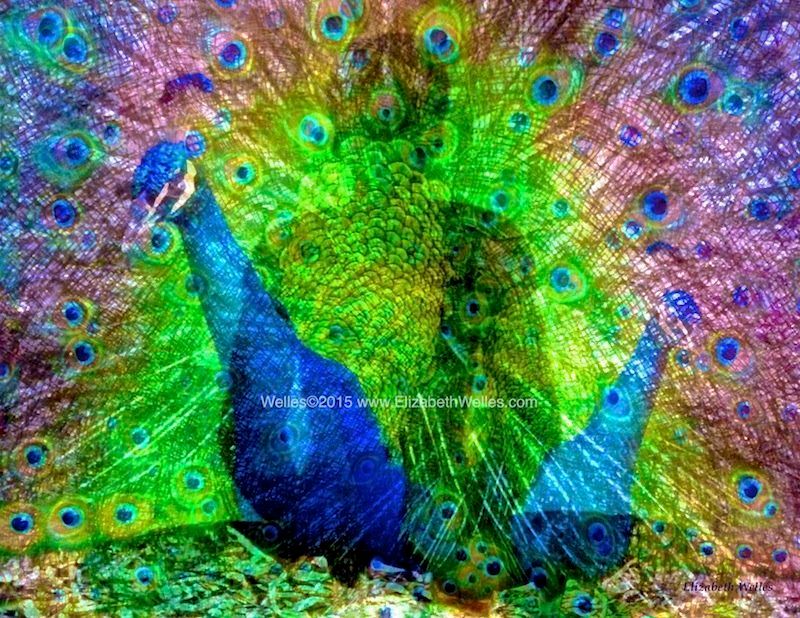 Peacock Peace