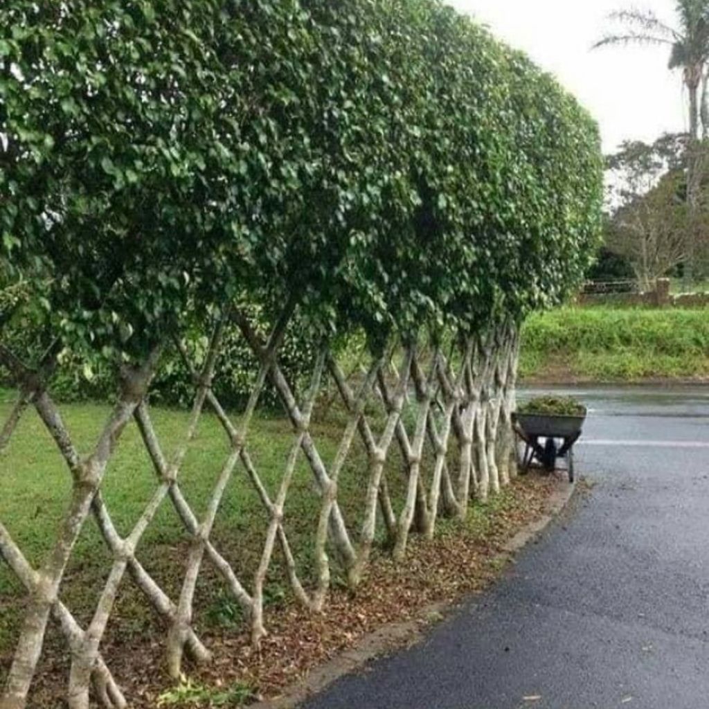 D&D Landscaping