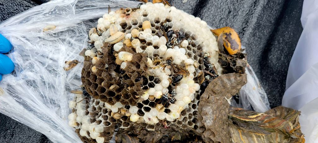 Interior combs of the recently treated bald faced 