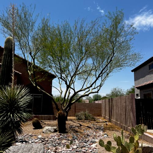 Did a great job trimming back a Palo Verde that ha