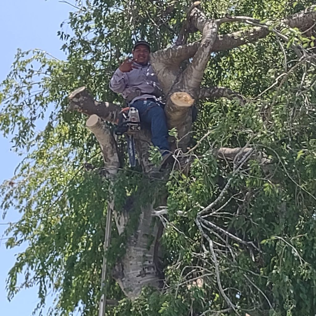 Flores lawncare and tree trimming