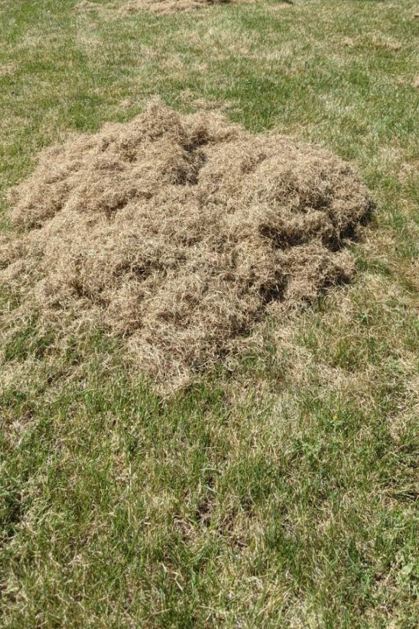 Dethatching
