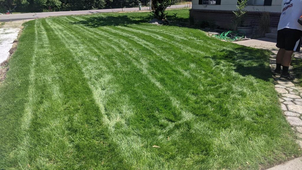 First cut after overseeding 