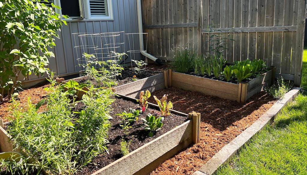 backyard garden