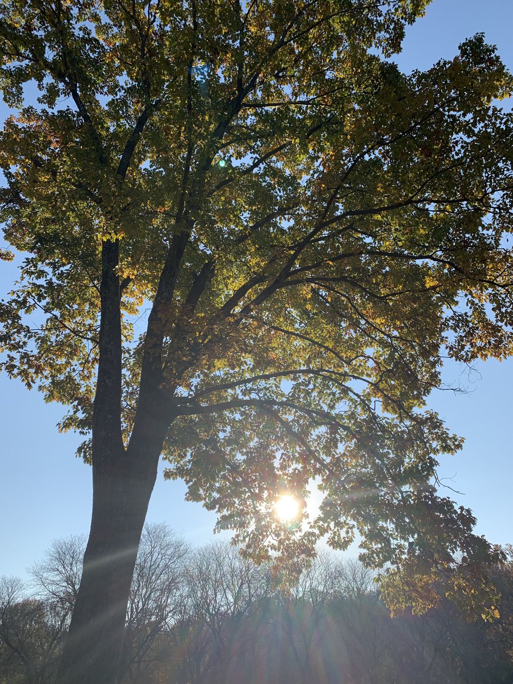 Seasonal or intermittent trimming allows the dawn’